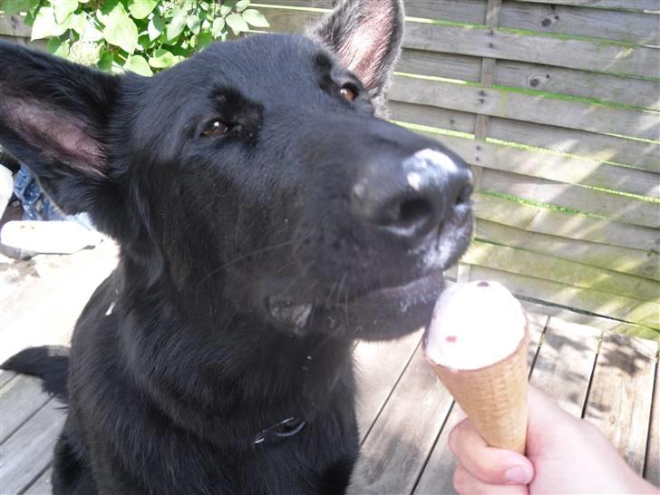 Schæferhund taco - et dejligt sommerbillede... spiser is ved sigerfamiliens sommerhus billede 2