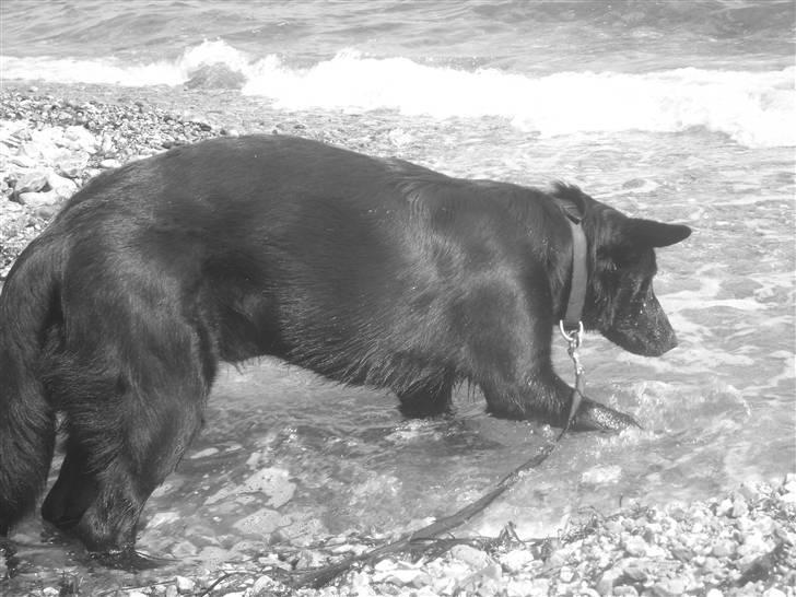Schæferhund taco - Lad jer ikke narre! jeg er ingen vandhund, men elsker at soppe... billede 3