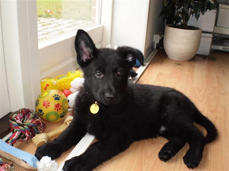 Schæferhund taco - næsten ny i familien...! billede 4