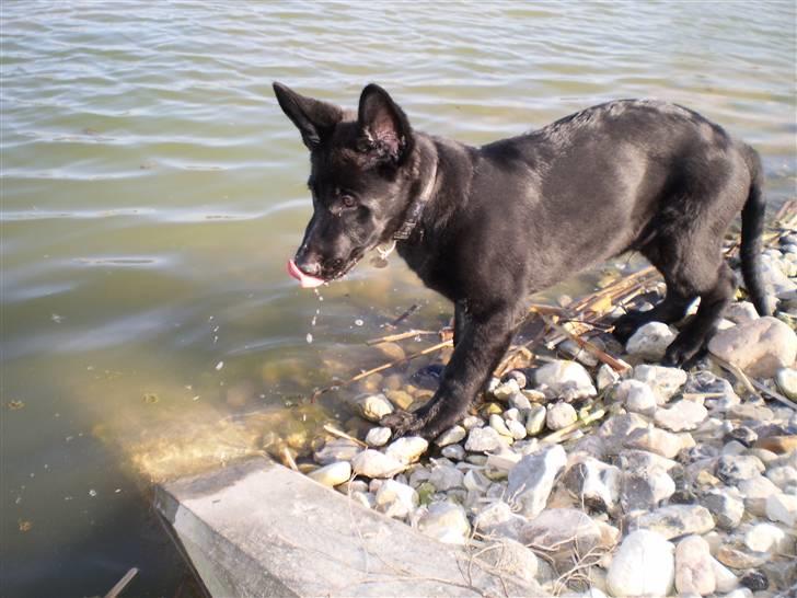 Schæferhund taco - Endnu et sommerbillede... er han ikke skøn?? billede 5