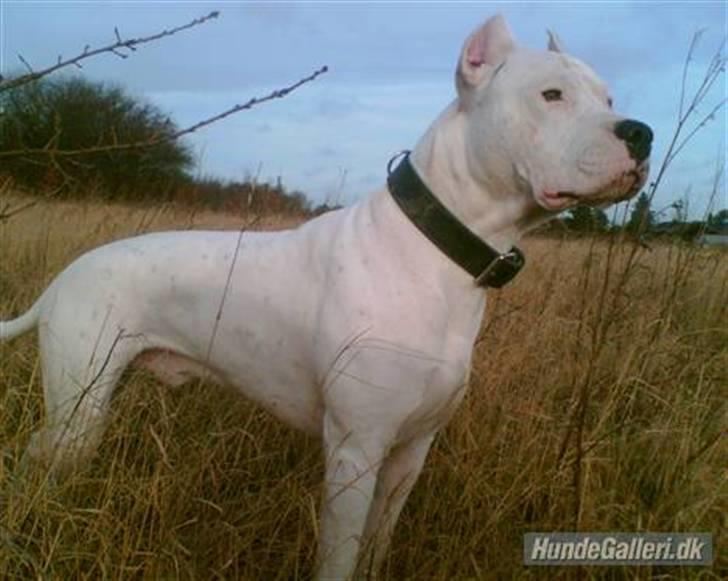Dogo argentino Vato - (Fra gammel ejer) billede 1