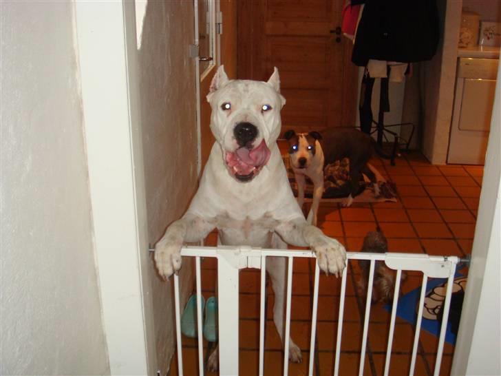 Dogo argentino Vato - Hej =) billede 2