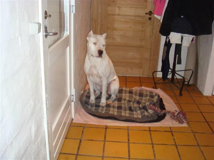 Dogo argentino Vato billede 3