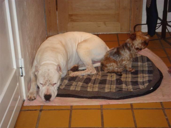 Dogo argentino Vato billede 4