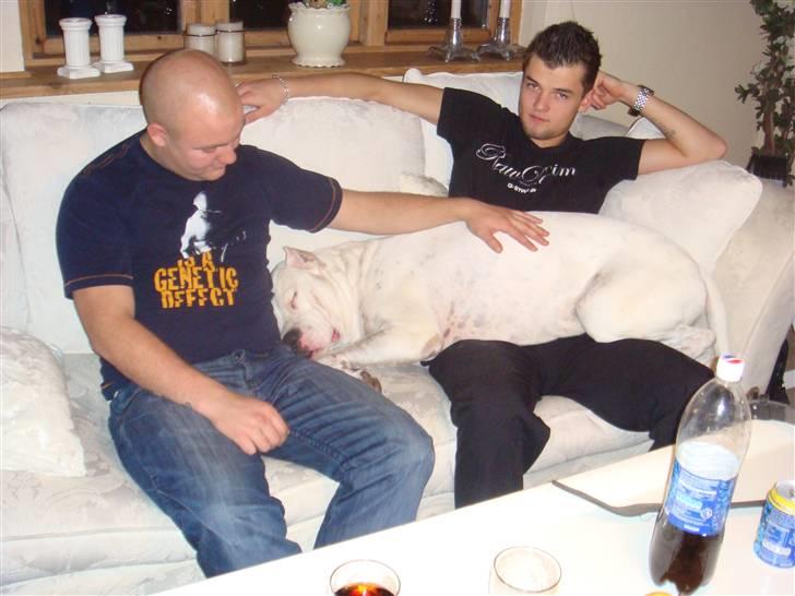 Dogo argentino Vato - Sneg mig lige op i Sofa´en..;) billede 5
