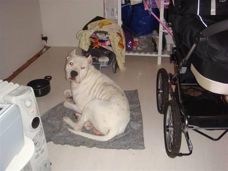 Dogo argentino Vato - Ligger i Rode-værelset =) billede 6