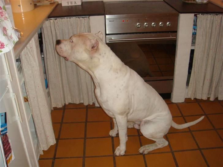 Dogo argentino Vato billede 7
