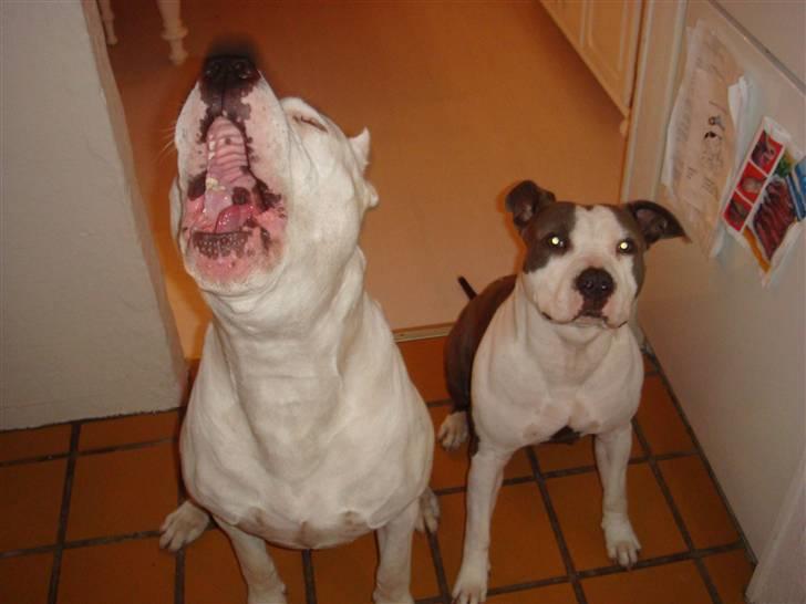 Dogo argentino Vato billede 8