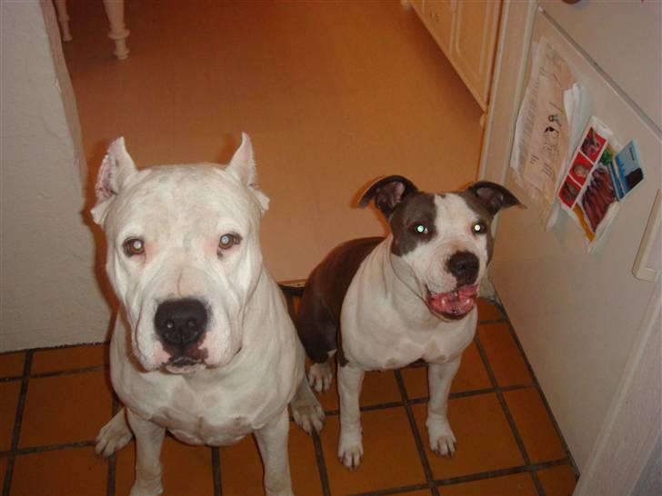 Dogo argentino Vato billede 9