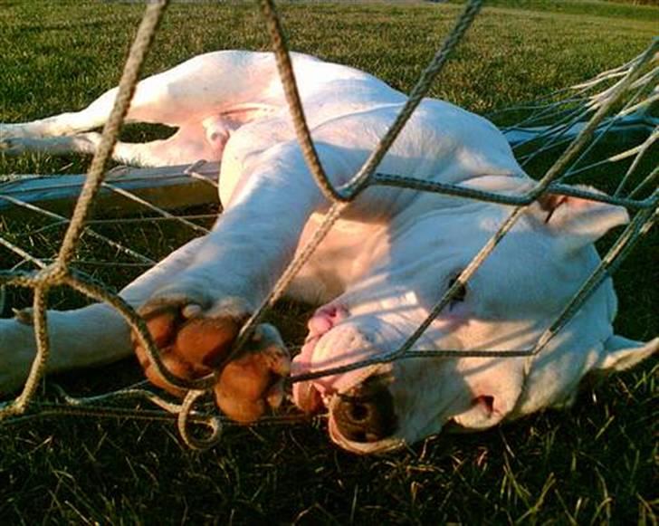 Dogo argentino Vato - (Fra gammel ejer) billede 10