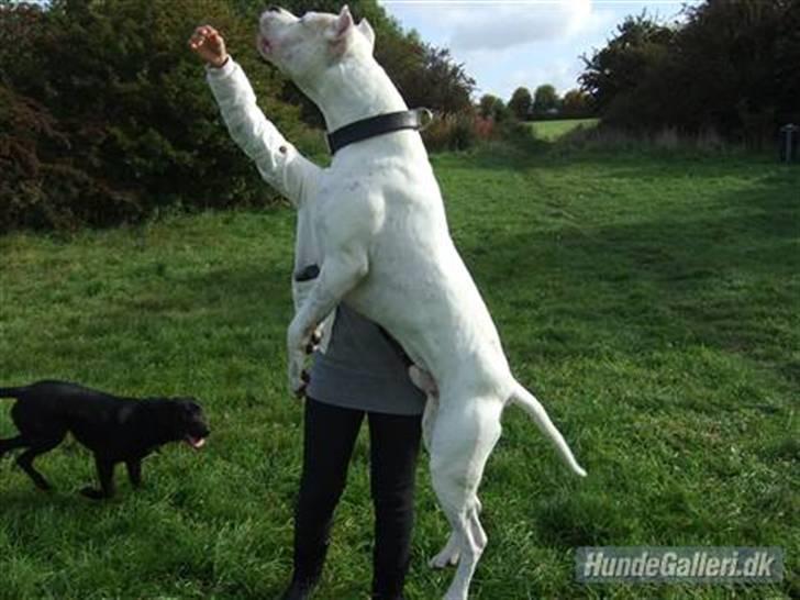 Dogo argentino Vato - (Fra gammel ejer) billede 11