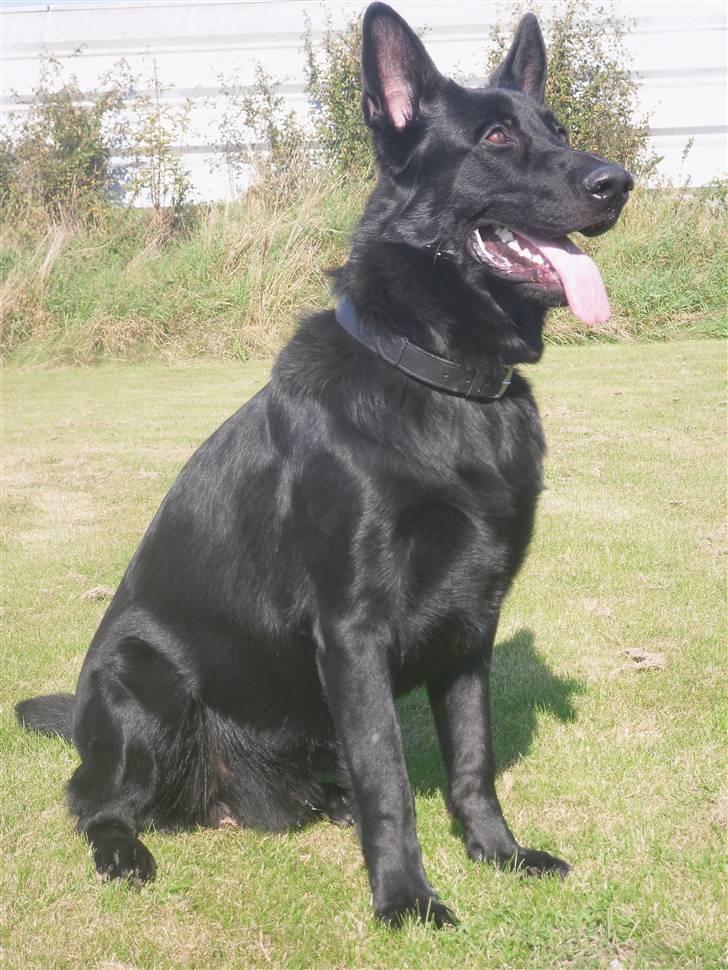 Schæferhund taco - mor leger fotograf.. billede 6