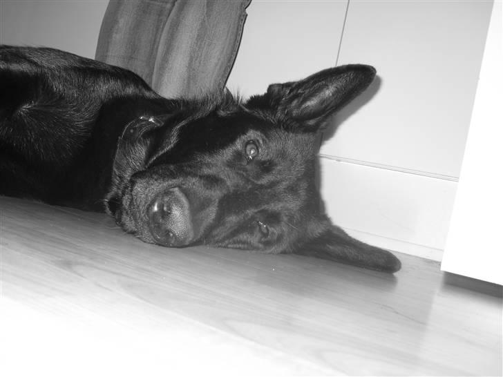 Schæferhund taco - hvem har ikke lyst til at vågne ved siden af det her??? billede 7