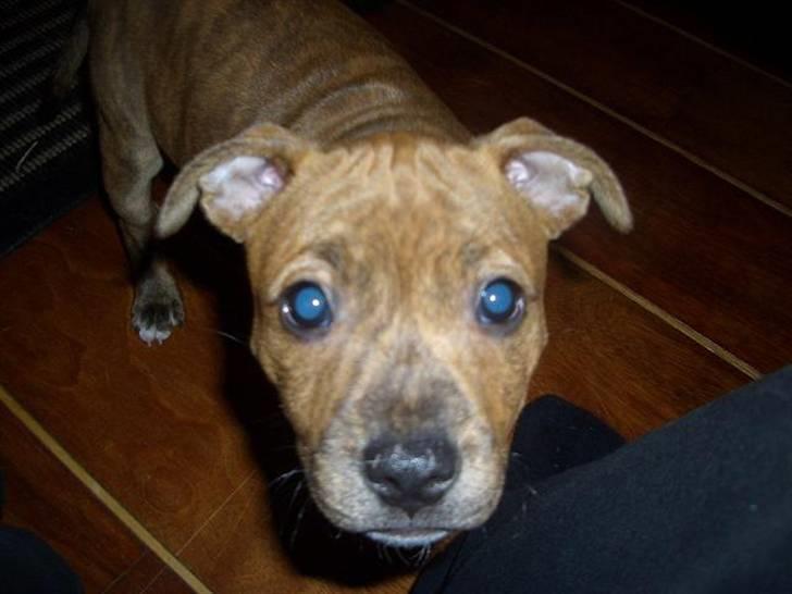 Staffordshire bull terrier Hailie - se hvor fin jeg er  billede 11