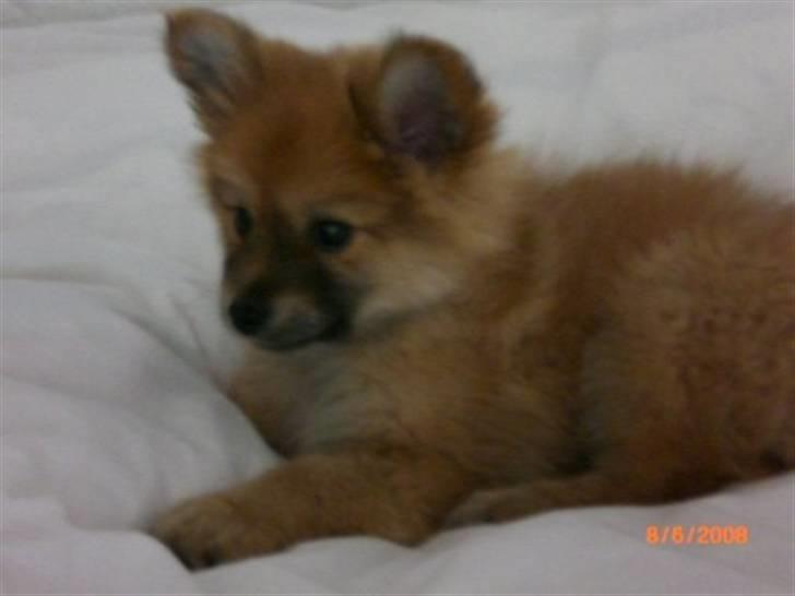 Blanding af racer gangster Tyson ;) billede 3