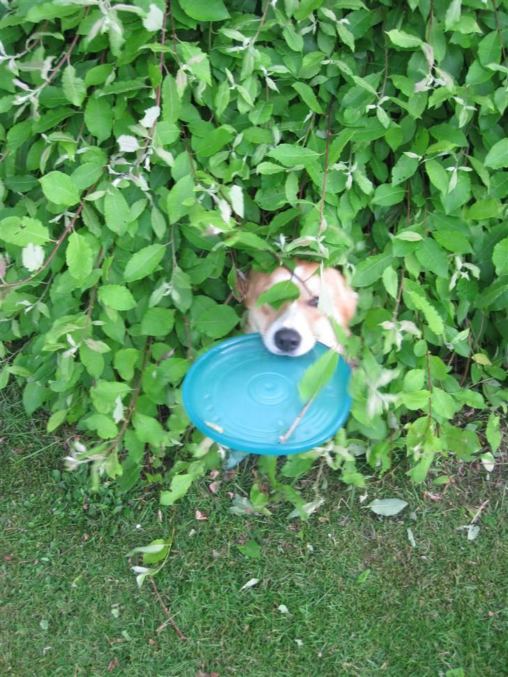 Welsh corgi pembroke Charlie - Charlie kigger ud fra sin hule - "Du kan ikke fange mig! hihi!" billede 12