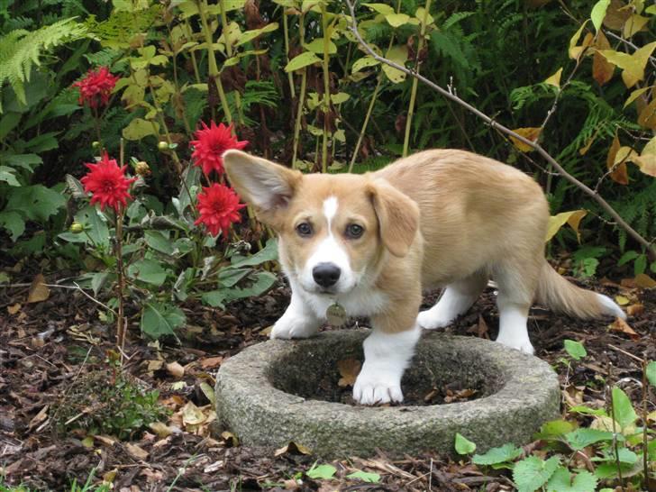 Welsh corgi pembroke Charlie billede 13