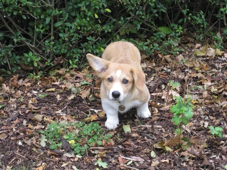 Welsh corgi pembroke Charlie billede 14