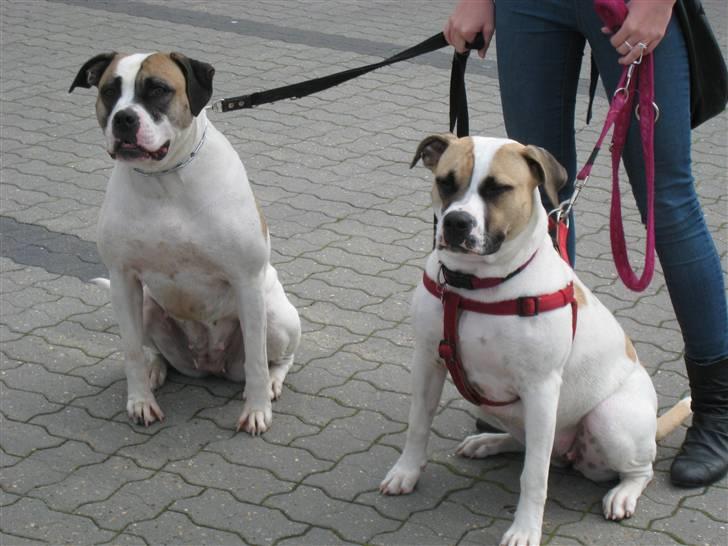 Amerikansk bulldog Sheja  - September. Sheja til højre og hendes mor til venstre.  billede 12