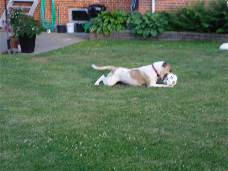 Amerikansk bulldog Sheja  - Hygger i haven:) billede 13