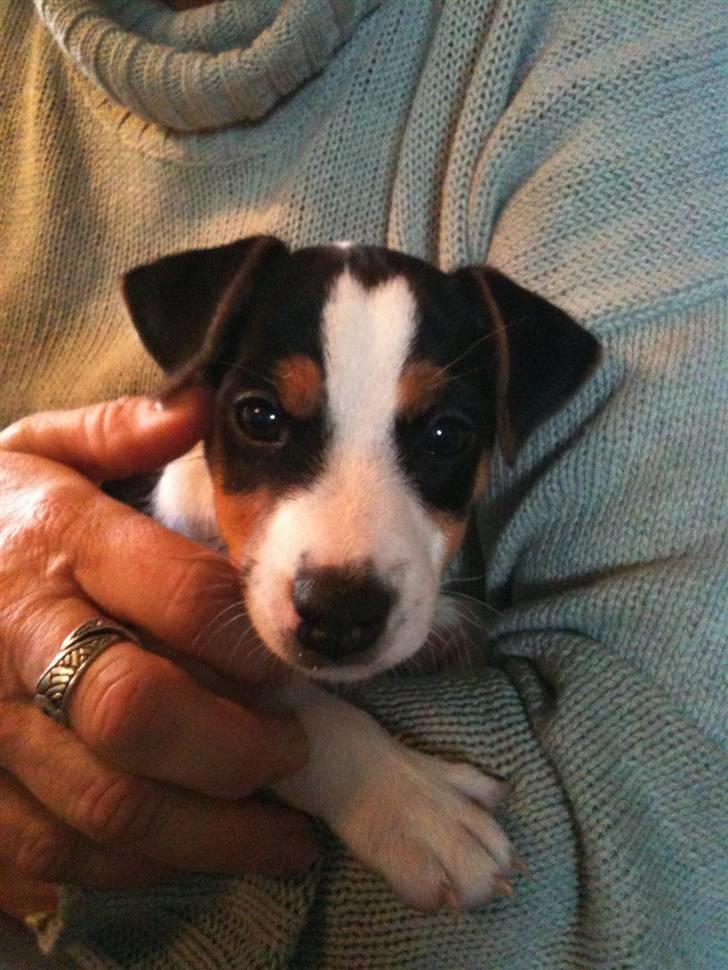 Jack russell terrier Robbie Williams billede 1