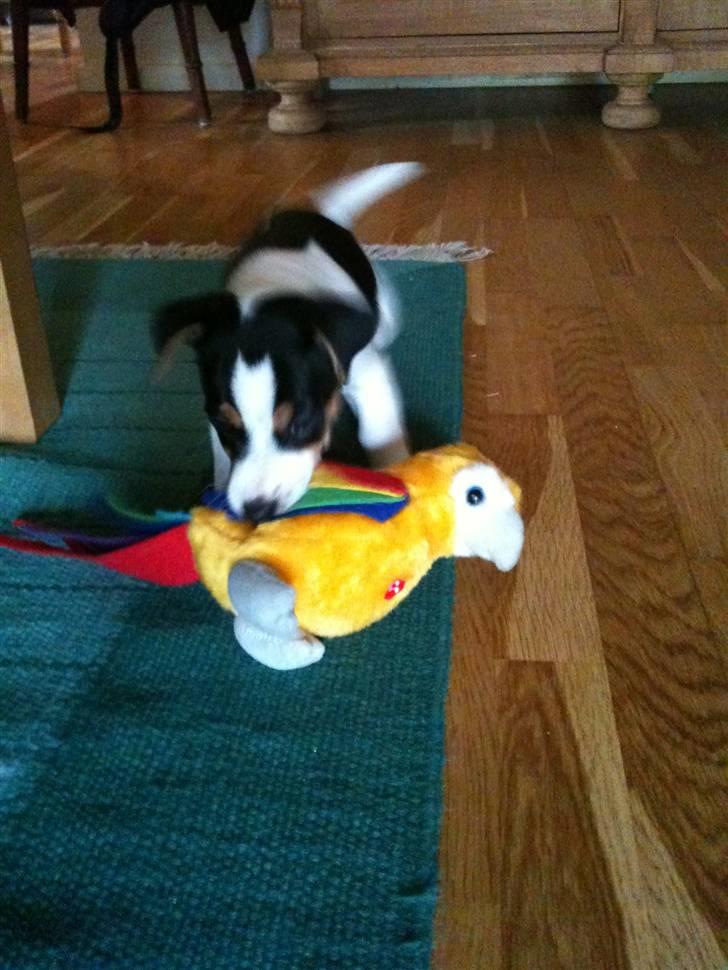 Jack russell terrier Robbie Williams billede 2