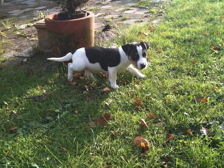 Jack russell terrier Robbie Williams billede 3