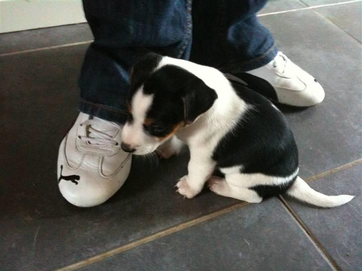 Jack russell terrier Robbie Williams billede 4