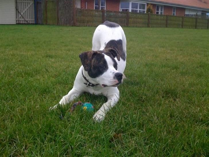 Amerikansk bulldog Tasja billede 1