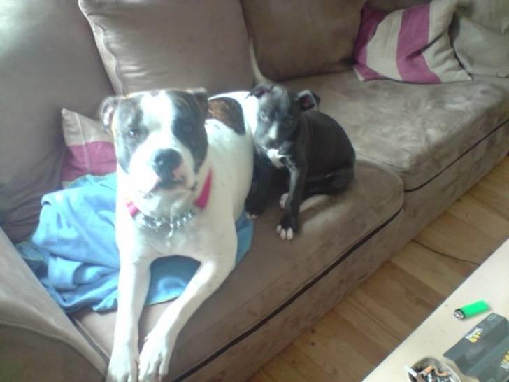 Amerikansk bulldog Tasja billede 2