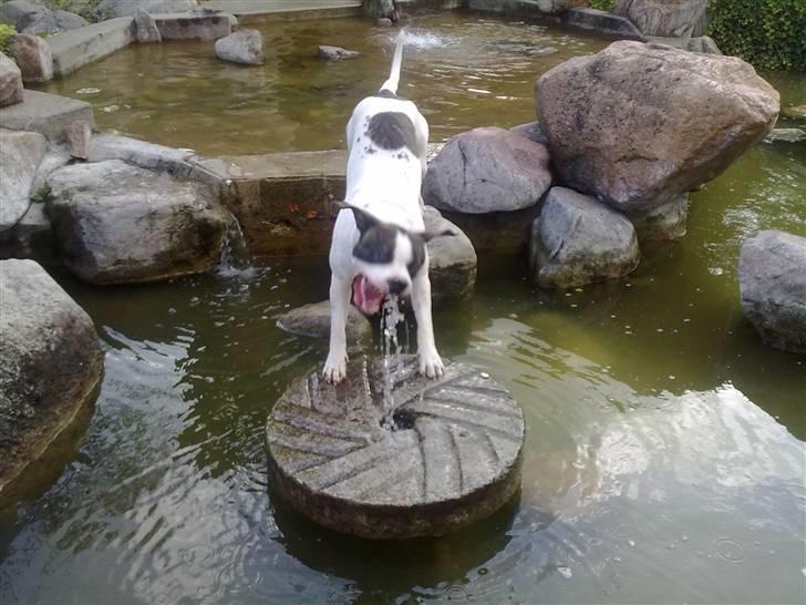 Amerikansk bulldog Tasja billede 3