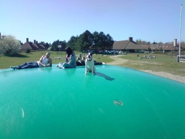 Amerikansk bulldog Tasja billede 4