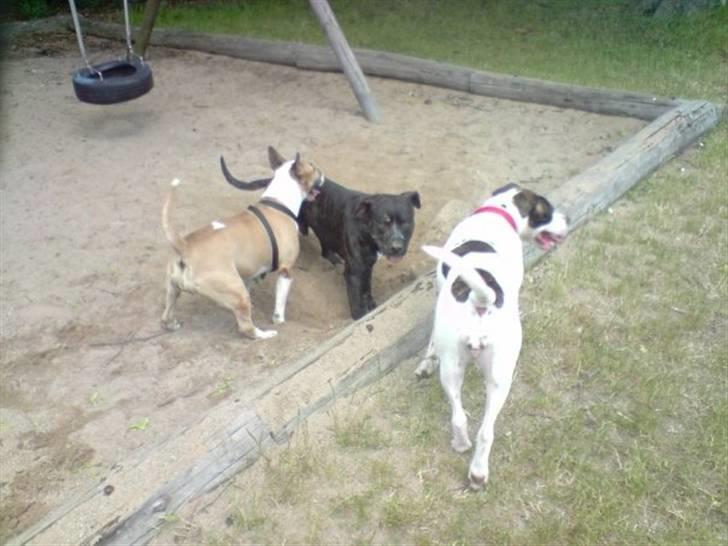 Amerikansk bulldog Tasja billede 5