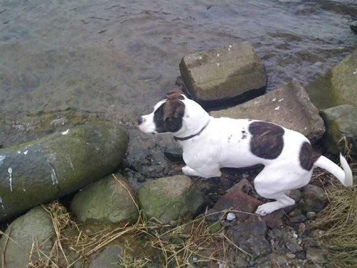 Amerikansk bulldog Tasja billede 6