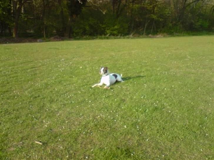 Amerikansk bulldog Tasja billede 7