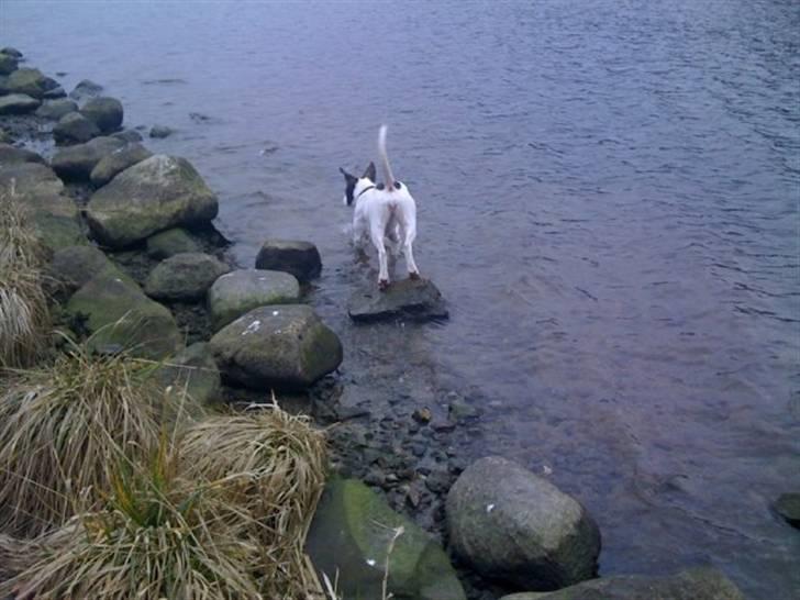 Amerikansk bulldog Tasja billede 8