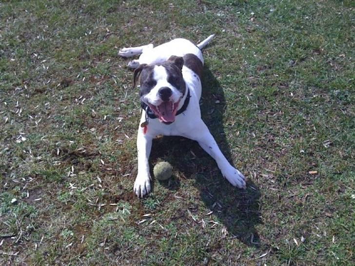 Amerikansk bulldog Tasja billede 9