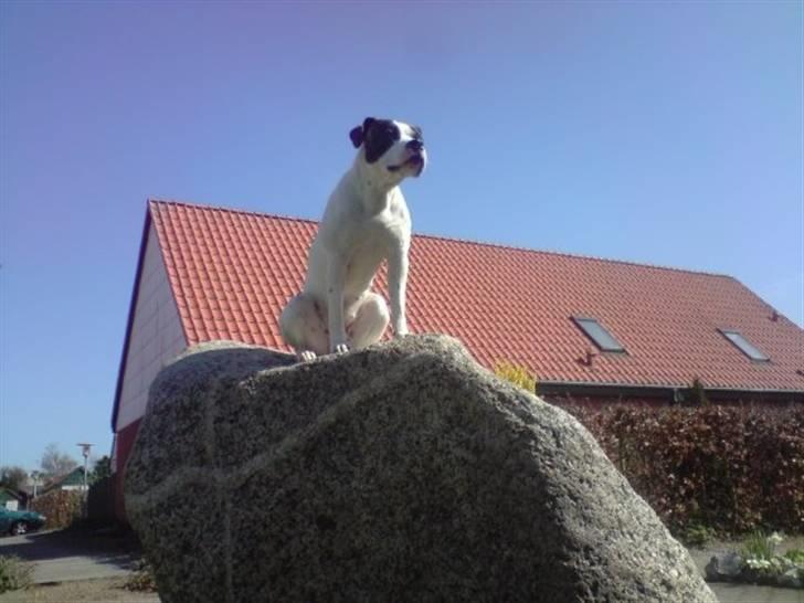 Amerikansk bulldog Tasja billede 10