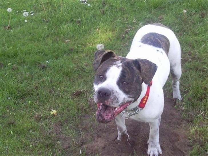 Amerikansk bulldog Tasja billede 11