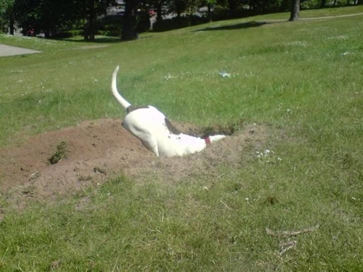 Amerikansk bulldog Tasja billede 12