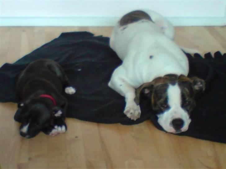 Amerikansk bulldog Tasja billede 13