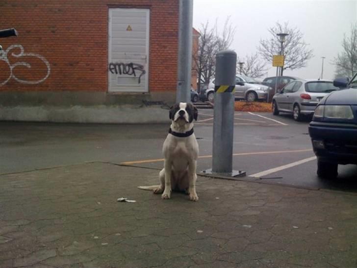 Amerikansk bulldog Tasja billede 14