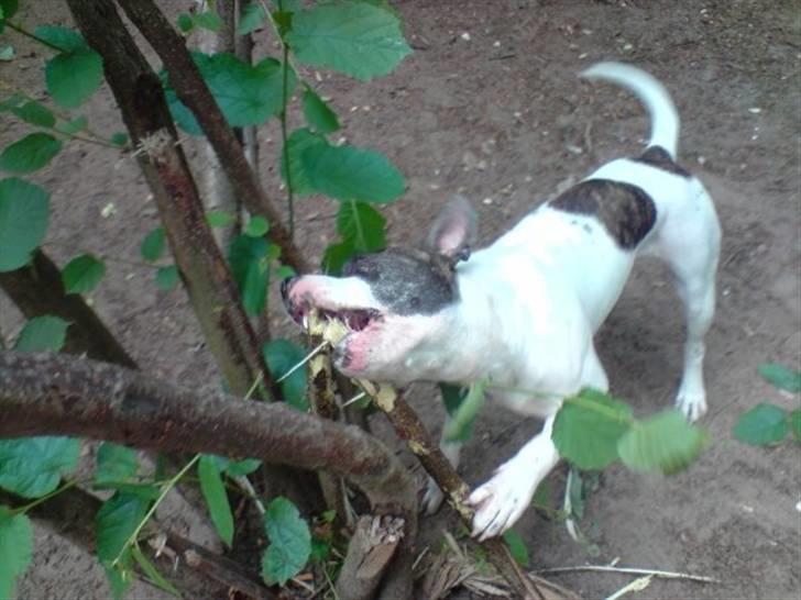 Amerikansk bulldog Tasja billede 15