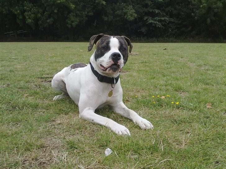 Amerikansk bulldog Tasja billede 16