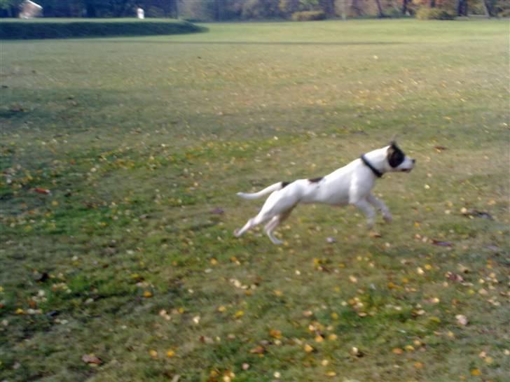 Amerikansk bulldog Tasja billede 17