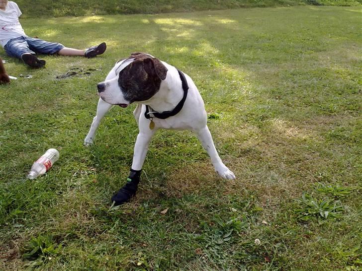 Amerikansk bulldog Tasja billede 18