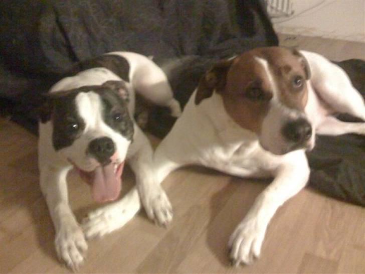 Amerikansk bulldog Tasja billede 19