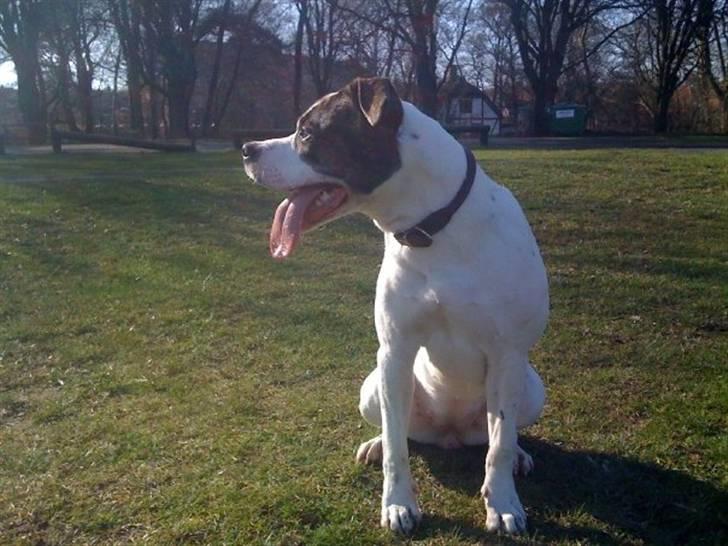 Amerikansk bulldog Tasja billede 20