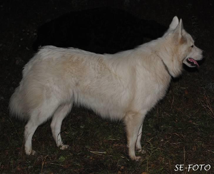 Samojedhund Bella billede 17