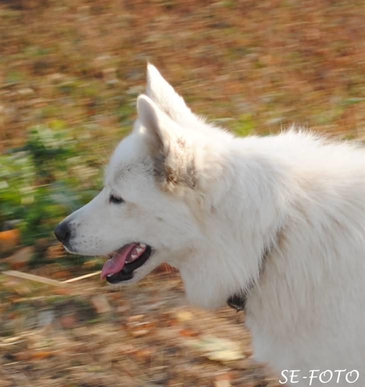 Samojedhund Bella billede 18